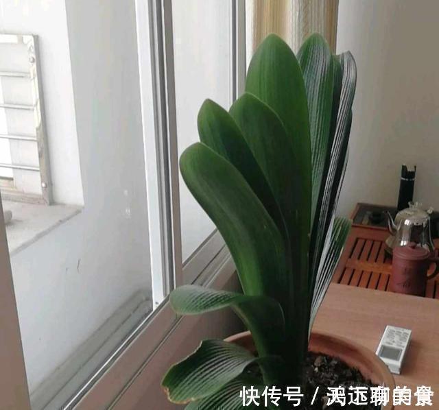 矿泉水瓶|给君子兰喝一种饮料，一年长6片叶片，闪亮发光