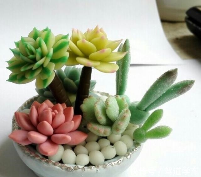 多肉用土要谨慎,用了“铺面石”养一盆死一盆,想过夏赶紧换土!
