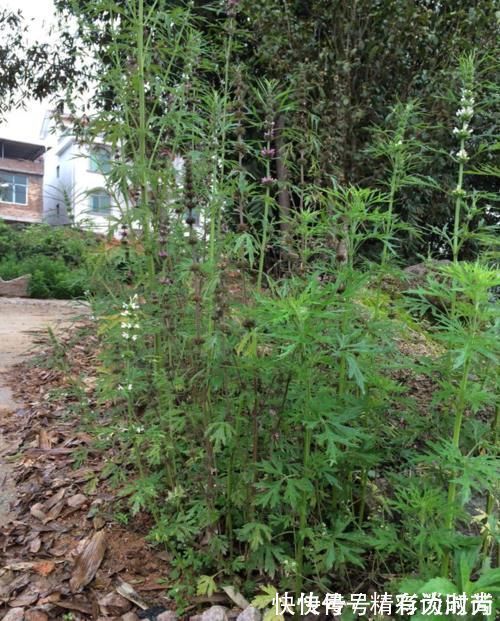 草本|它不是杂草,如果长在你家路旁,那是福气,别不知