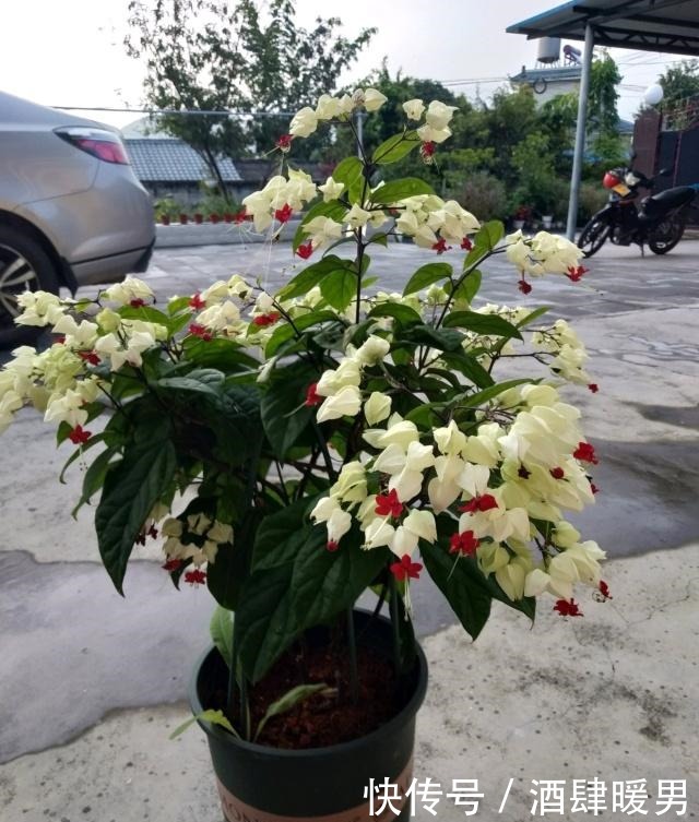 忘了绿萝吊兰吧,这种盆栽绿植,全年开花,观赏价值高,还很好养!