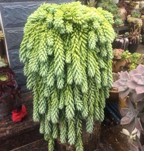 多肉狠心剃个头，呼呼长满小肉芽，20天就爆盆