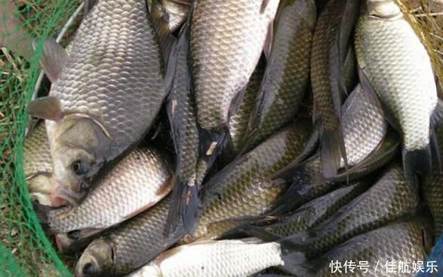 野钓|搞明白什么是大鲫压底,小鲫钓浮,野钓鲫鱼,也能比别人多钓几斤