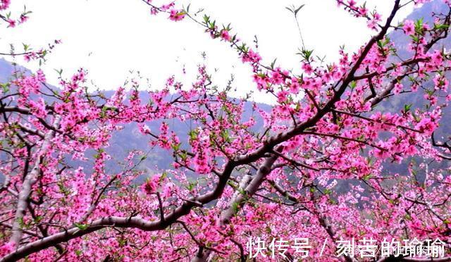 粉面|七绝（桃花赋）江南三月醉桃花，粉面娇柔艳晚霞