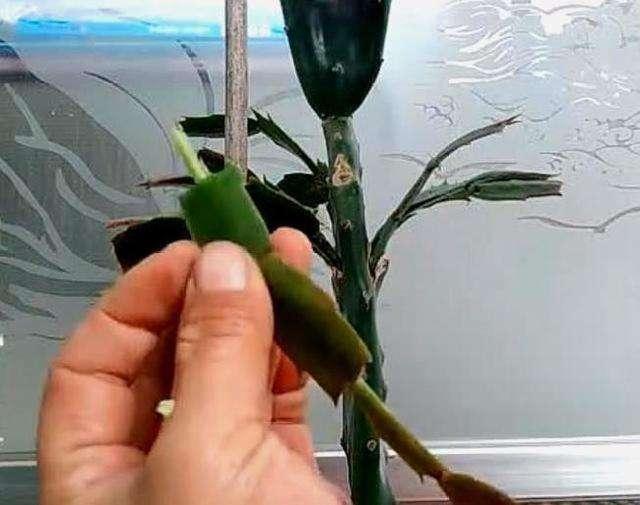 仙人掌,扎个洞,插上蟹爪兰,20天就成活,开花特别多