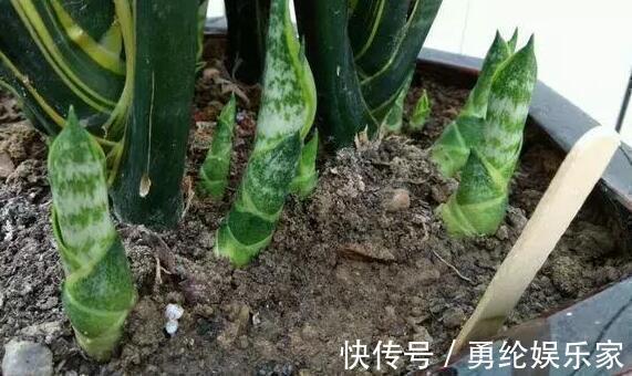 施肥|养虎皮兰时,盆里加2种东西,30天钻出钢芽,侧芽嗖嗖