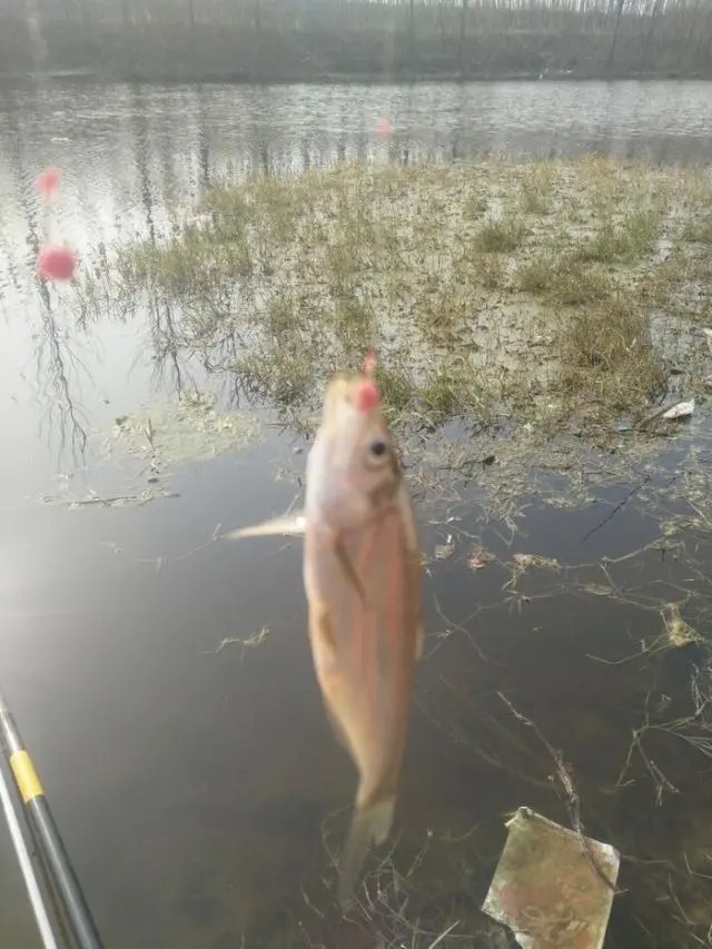 冬天越冷鲫鱼就越大吗?老钓友零下4度实战检验!