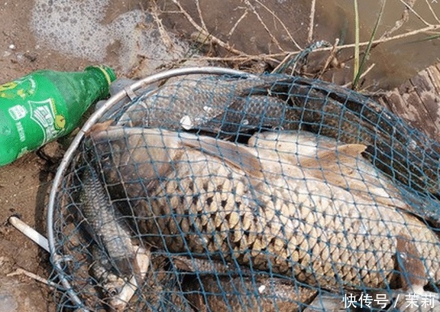 放生|想钓大鲤鱼很难么教你4招钓到手软,3斤一下直接放生!