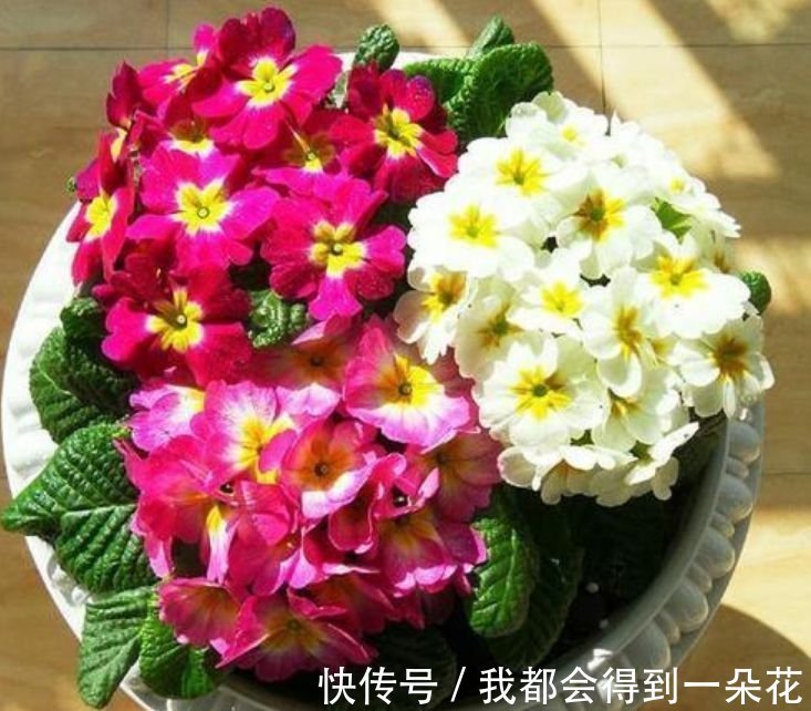 阳台养这几朵花,花开不断,漂亮又好养,四季花开不断