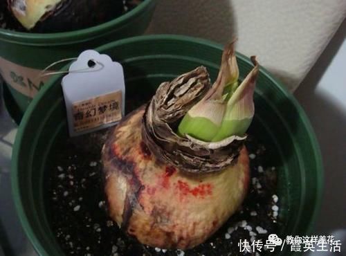 啤酒|君子兰风信子夹箭不开花,简单1招,把花拽出来!