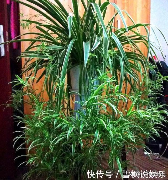 肥料|家中常见一种料,花盆里放一勺,就是万能肥,养花非常赞,呼呼长