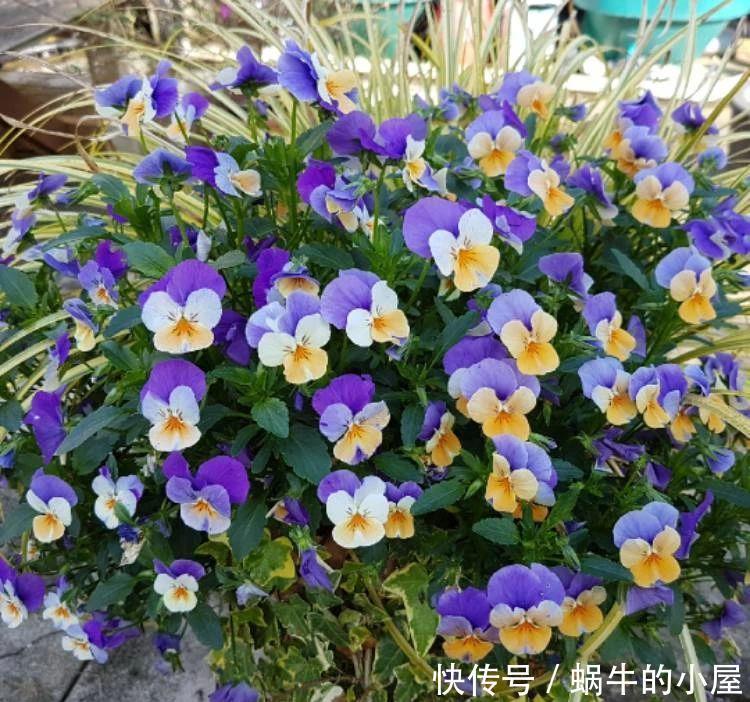 不同环境适合养的盆栽花卉,选合适自己的开花植物很重要