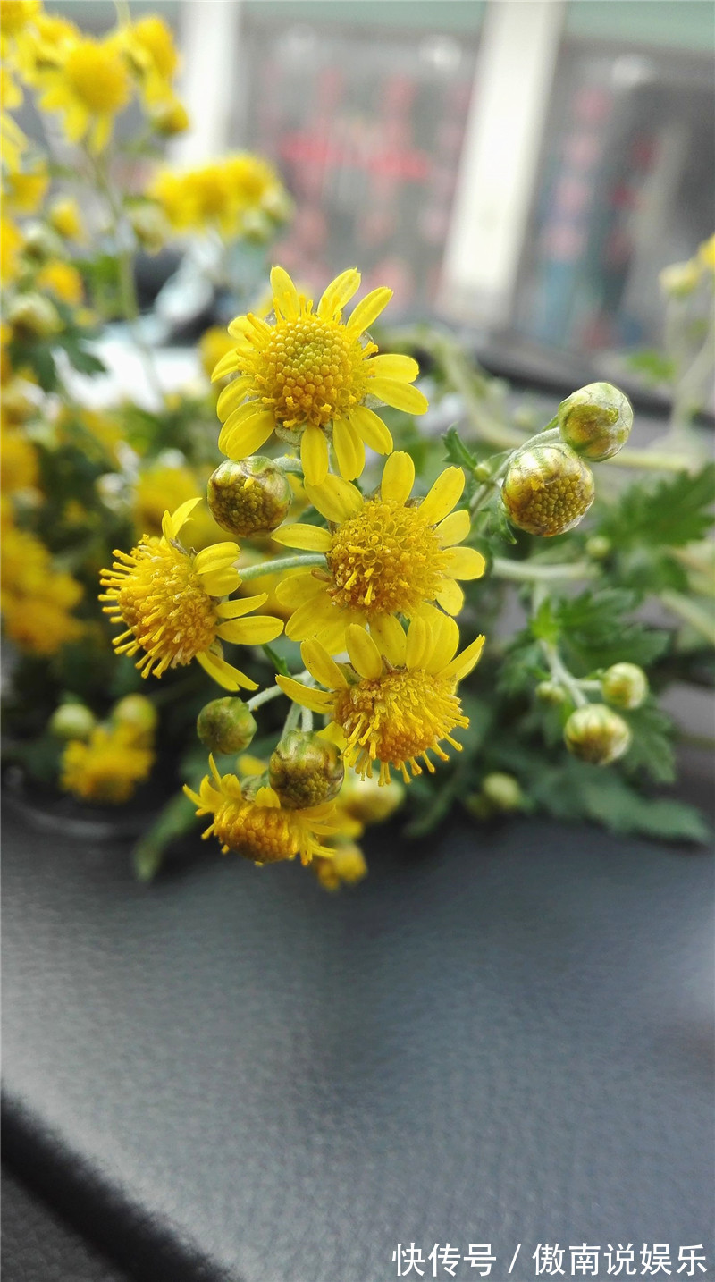 心脑血管|在路边看到这种花,一定要弄回去,不止自己可以吃,还可以卖钱!