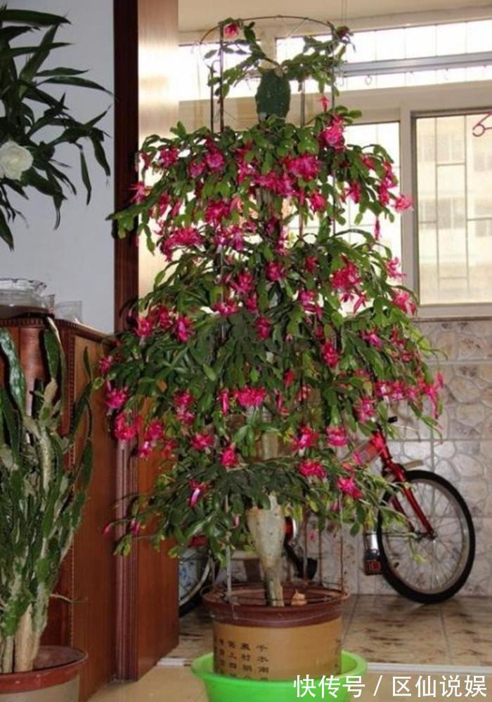 蟹爪兰度夏后叶片又薄又蔫,3招养厚叶片,秋花砰砰开爆盆!