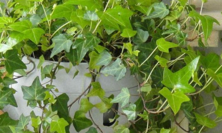 4种花一定要养，长势喜人，旺宅旺事业，打理简单，寓意好