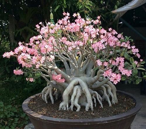 它们是“耐旱花”，盆栽1、2个月浇水1次，轻松花开满树