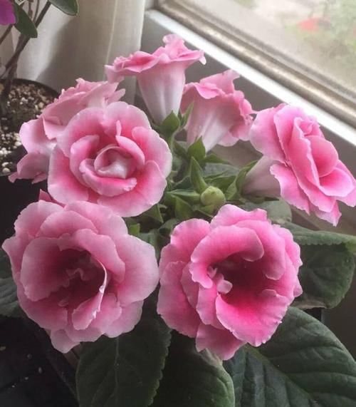 家里采光差,还想养花?5种“耐阴花”,不见太阳,也能四季开花