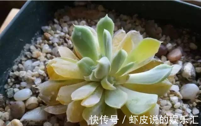 多肉冬季“化水”,除了“温度低”外,2个“原因”也要预防