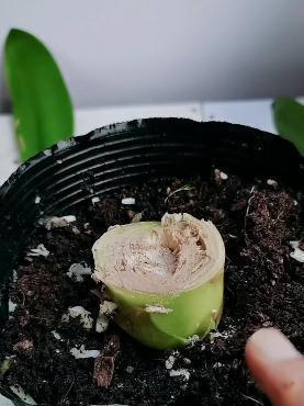 砍头|给君子兰“砍头”,看着芽头冒出来,几个月后有群兰