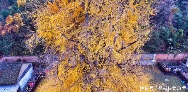 传家宝|这3种盆景可以养成传家宝,再穷也要养,越老越值钱!