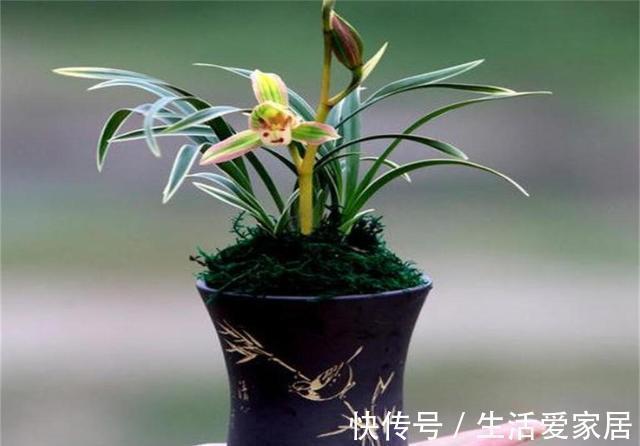 这兰花不常见,一花双色,兰香浓郁,叶带金边,是兰中极品