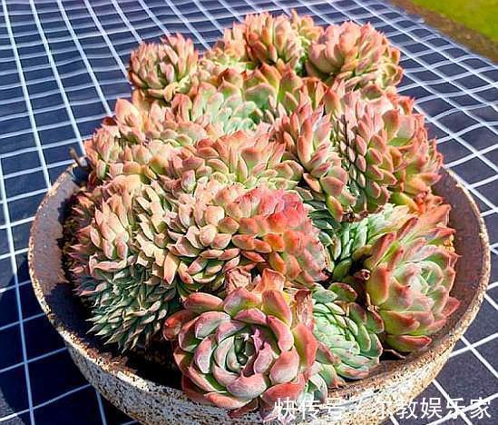 叶落叶|夏天养多肉,掉叶落叶太急人,做好“几点”,依旧水润肥嘟嘟