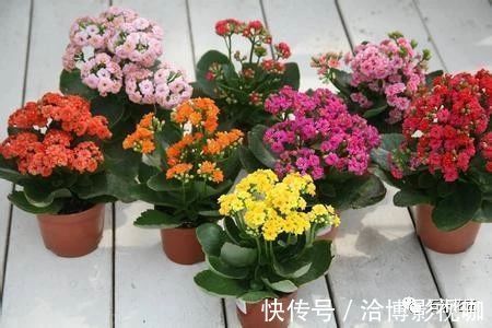 植株|长寿花“开久点”，学会2个窍门，花朵鲜艳，花期长达半个月