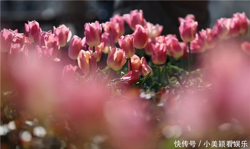 一条街|春城春意浓，西山区赏花正当时