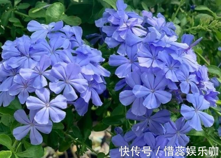 牡丹花|“4种花”养家里，花色艳丽，花瓣层层叠叠，人人都喜欢