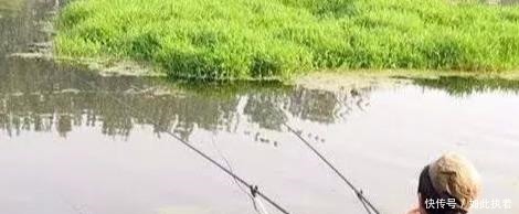 钓鱼|秋钓草边“三钓”、“三不钓”,用好了总有一次要爆护!