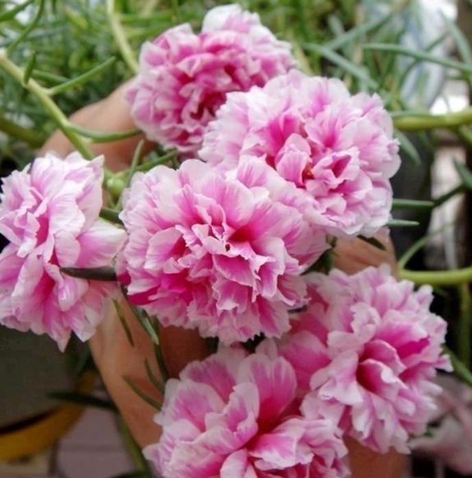 养花试试此几款，花朵小巧玲珑，花姿妖娆，美极了