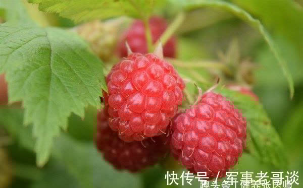 树莓|秋季养生先排毒,常吃三种食物,排毒清肠,降压降脂,滋补身体