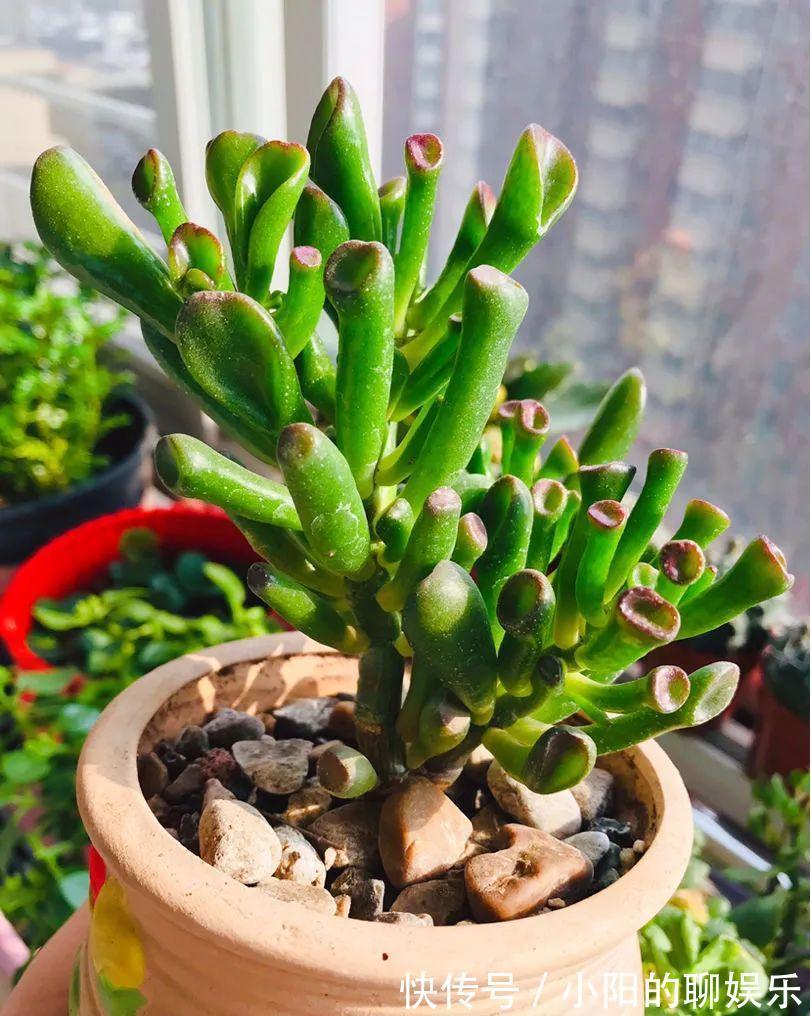 玉树能吸财，叶子长成存钱筒，太阳一晒红彤彤