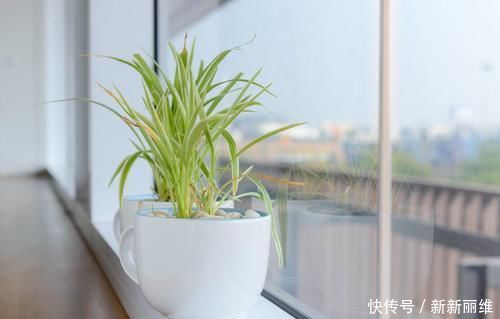 6块钱的吊兰,3年养成老桩,5年变成1棵小树,做好4点就行