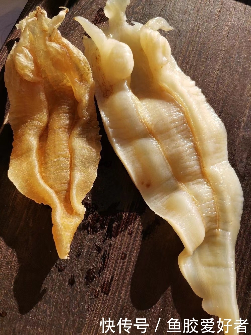 蝴蝶胶是白花胶吗