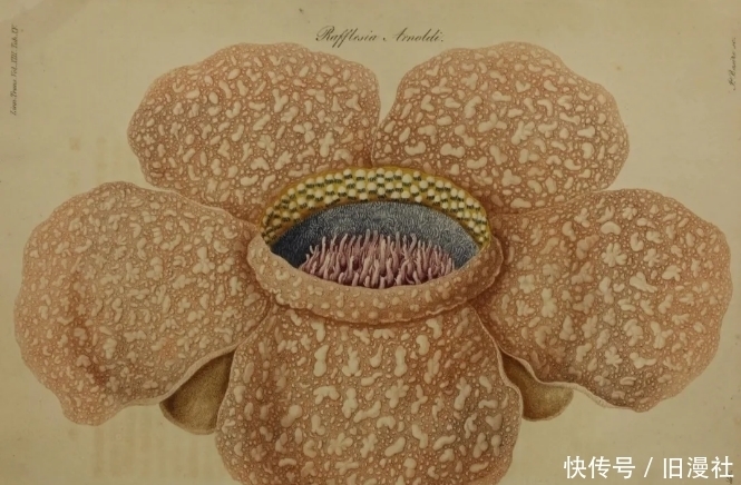 全世界 全世界最恶臭的花正走向灭绝