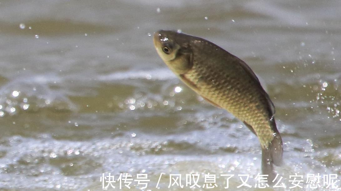 为啥河里全是鱼，就是不上钩可能子线长度有错，照此数据调整吧