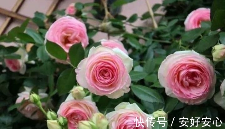 达比|4种花养家里，人养花，花也养人，空气清香去异味，花开枝繁叶茂