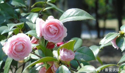 叶子|茶花的养护方法要得当,叶子油绿开花多