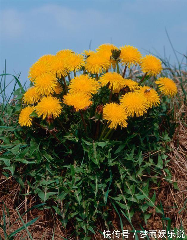 马齿苋|田间常见的“恶性杂草”，很招人烦，殊不知炖汤味更鲜，还大补