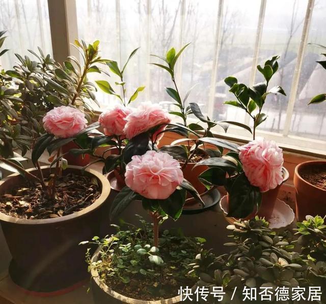 秋天养茶花，避开四怕，不黄叶不掉苞，年年开花