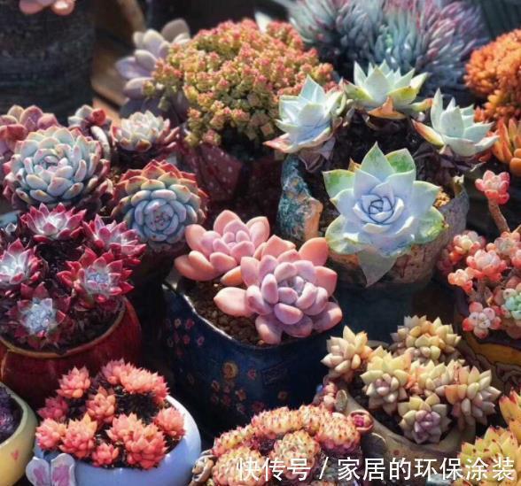 肥厚|秋天降温后,养6种花要管住手,少浇水才能出状态,水多爱烂根