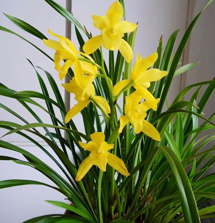  花型|此兰花色金灿灿，花型硕大，花香浓郁，开品稳定，很适合新手