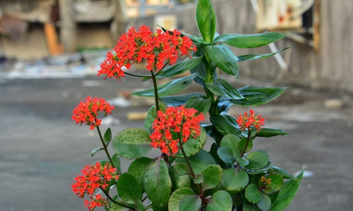 适合在卧室栽种的植株有哪些？好看还助眠，太棒了