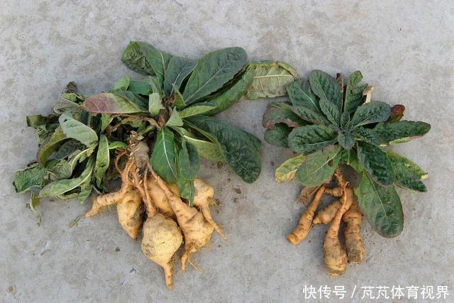 本经逢原|花似喇叭,块根像红薯,李时珍:填骨髓,长肌肉,生精血!