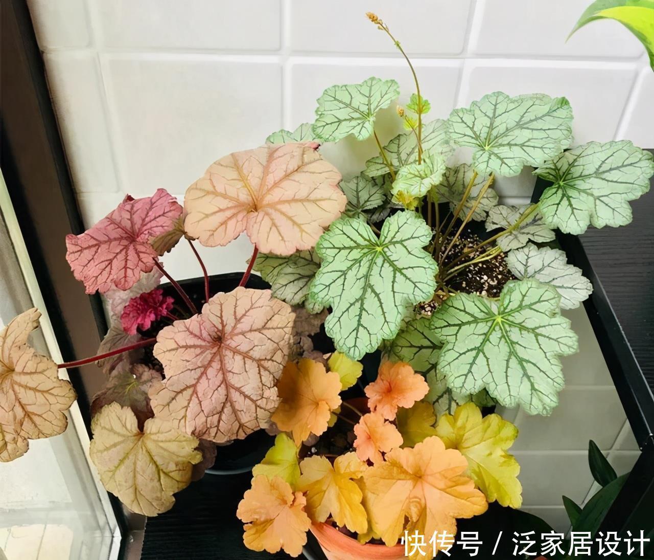 长得不好看?越冷越鲜艳,叶子七彩色,花叶具美的寒冬“颜值王”