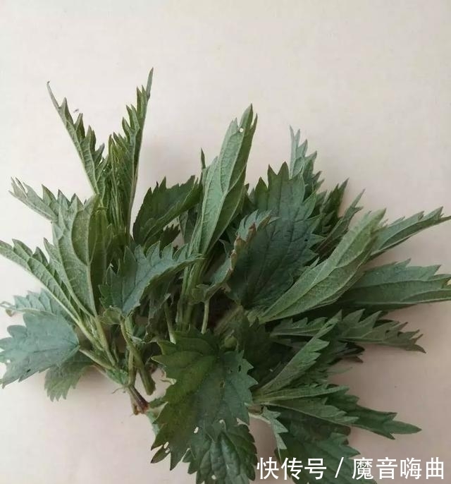  饭桌上不常见的野菜，吃过的人是少数，农村人才认识！