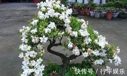 落花苞|栀子花难养做好3点，南方北方都能养好，花期长，香味浓！