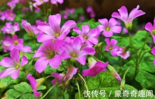 此款小花，漂亮好养，花色鲜艳，花形优美，养在阳台绽放炽热的美