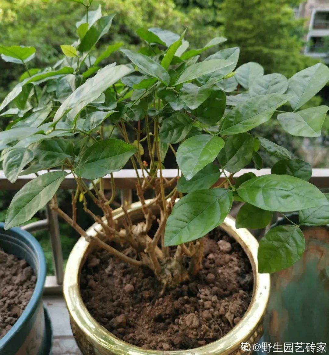 叶子|20种花,天凉了赶紧剪,来年开花有多又艳!