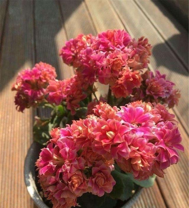 只要一片叶子就能插活的花,有3种,繁殖了一盆又一盆